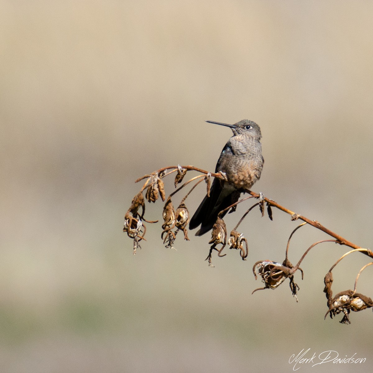 Giant Hummingbird - Mark Davidson