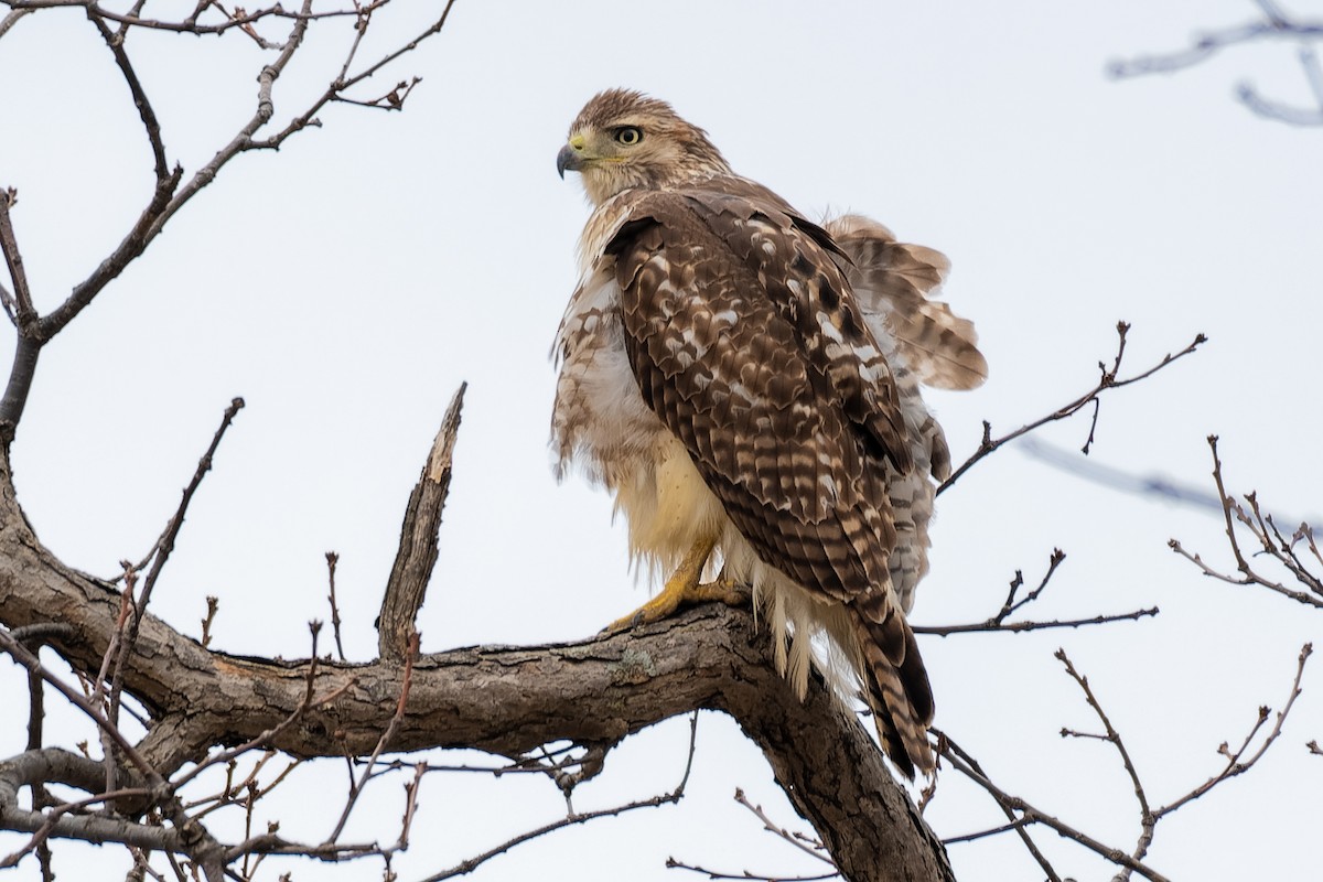 Red-tailed Hawk - ML153593971