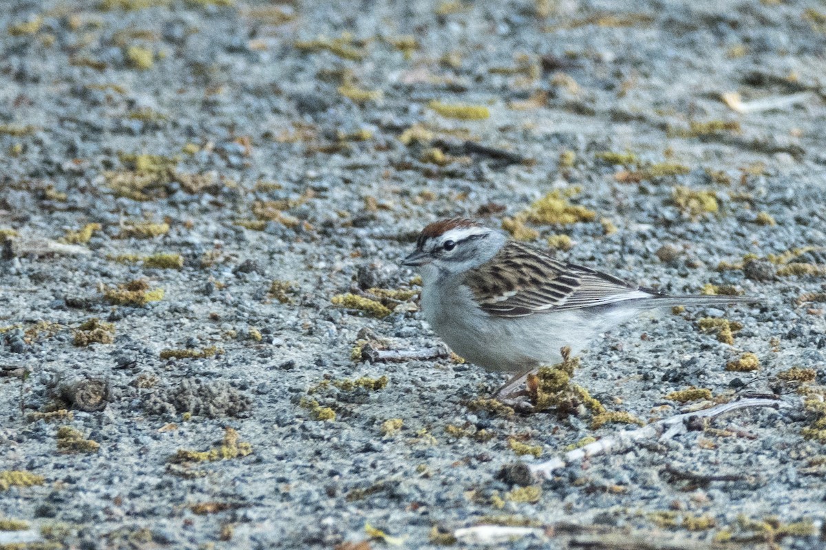 Chipping Sparrow - ML153594181