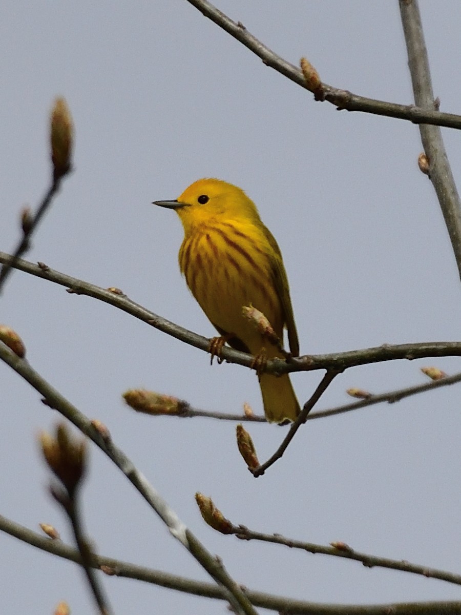 Yellow Warbler (Northern) - Jack Verdin