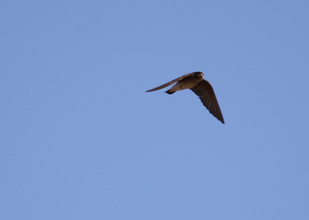 Northern Rough-winged Swallow - ML153594451