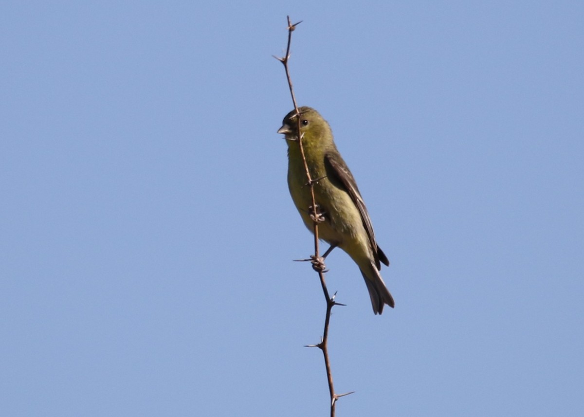 Lesser Goldfinch - Louis Hoeniger