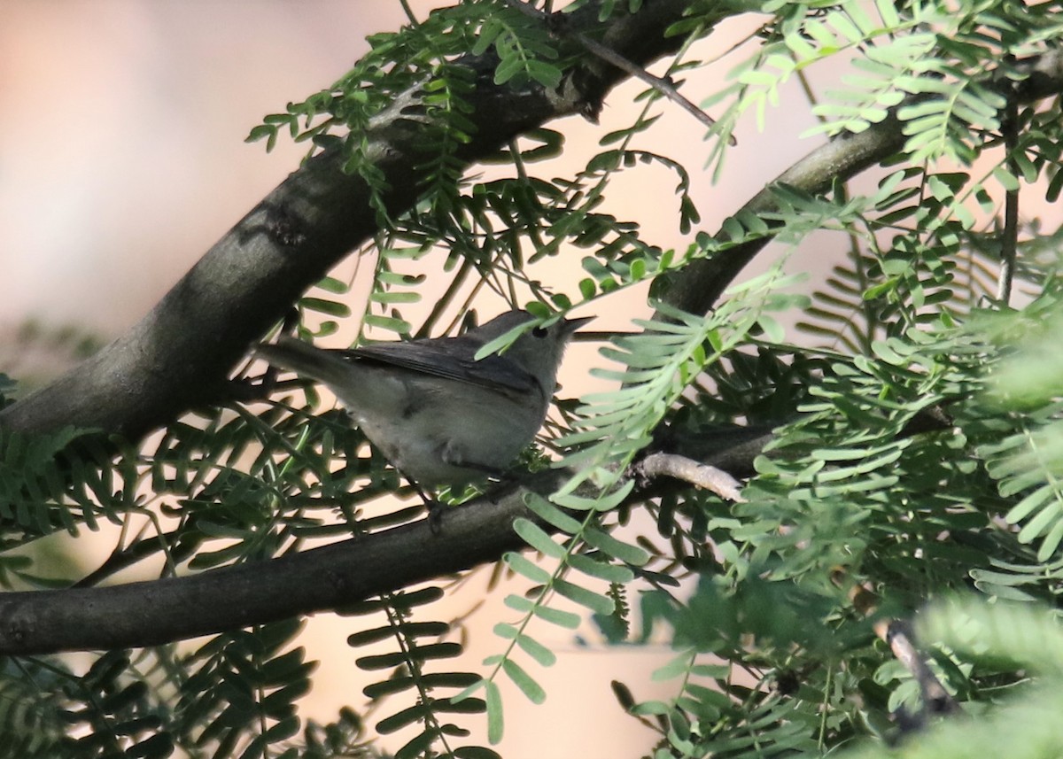 Lucy's Warbler - ML153595351