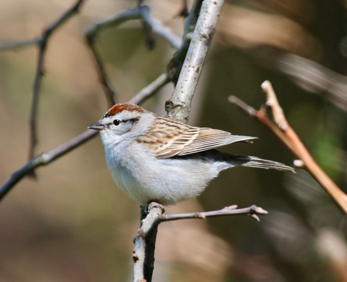 Chipping Sparrow - Jeffrey Cohen