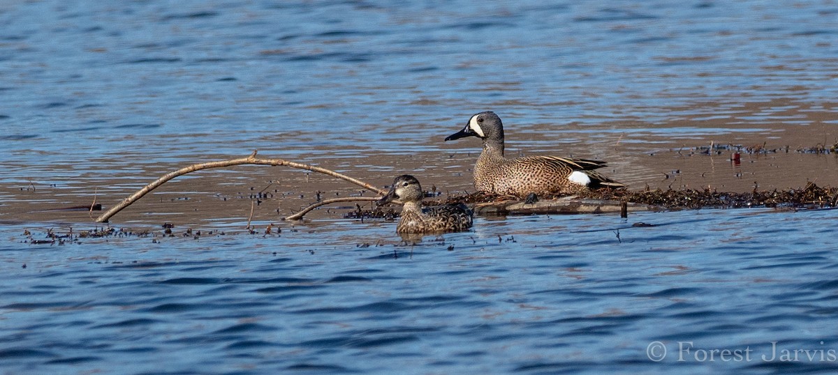 Blue-winged Teal - ML153595721