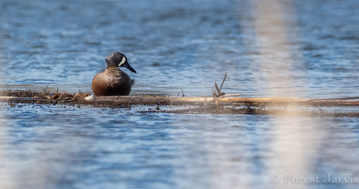 Blue-winged Teal - Forest Botial-Jarvis