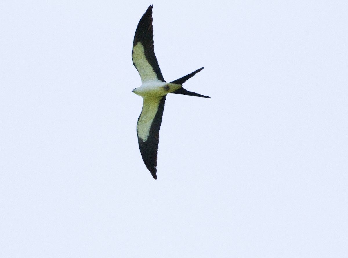 Swallow-tailed Kite - Robert Hawkins