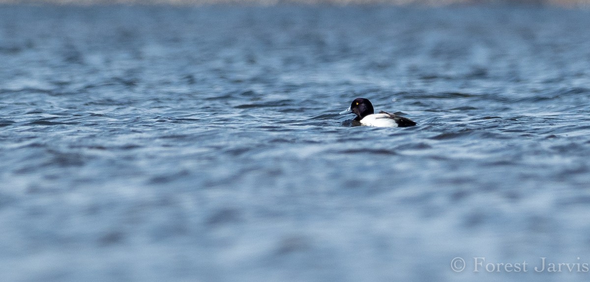 Greater Scaup - ML153596211