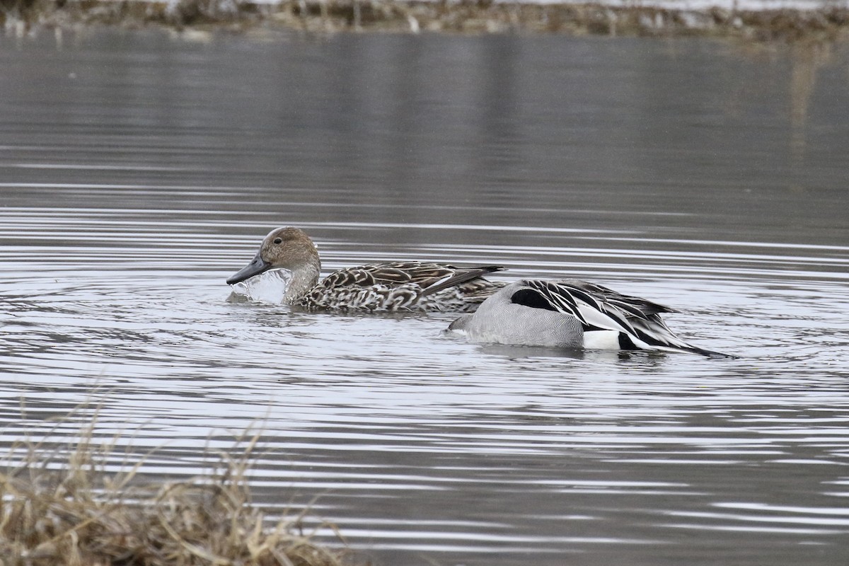 Northern Pintail - Bruce Cole