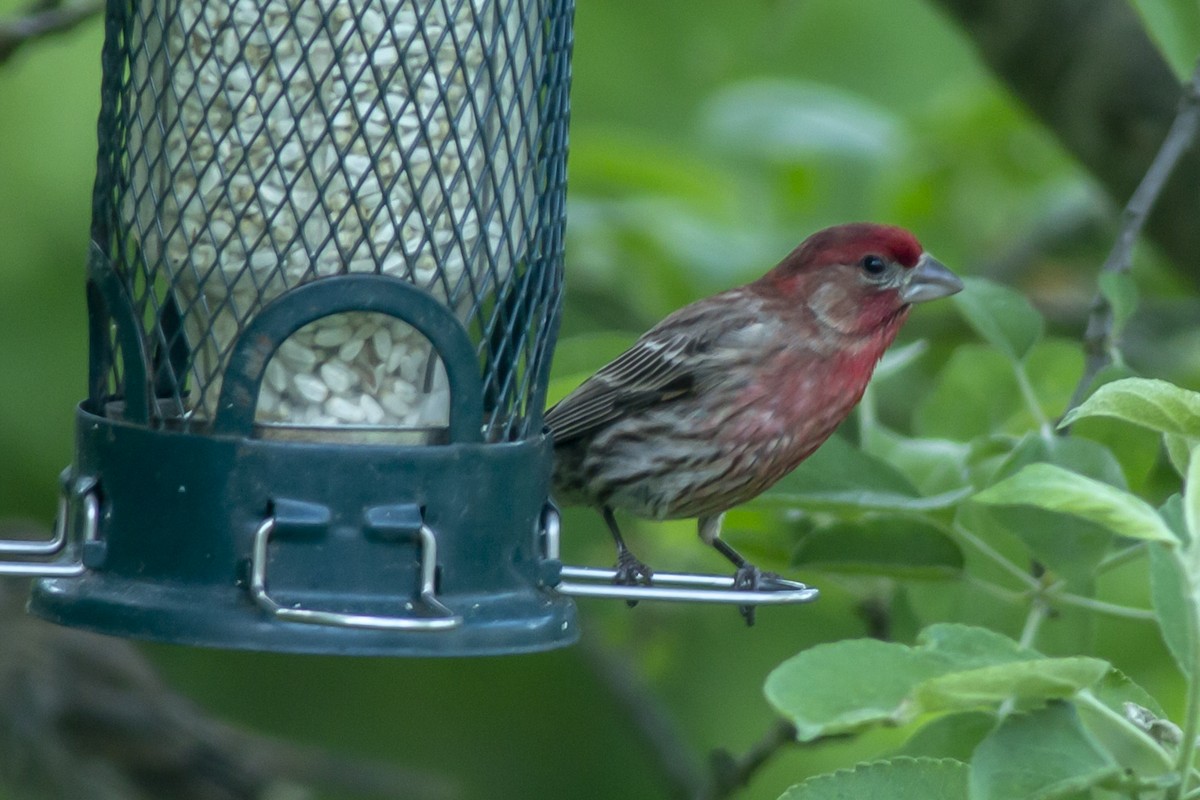 House Finch - George Holt