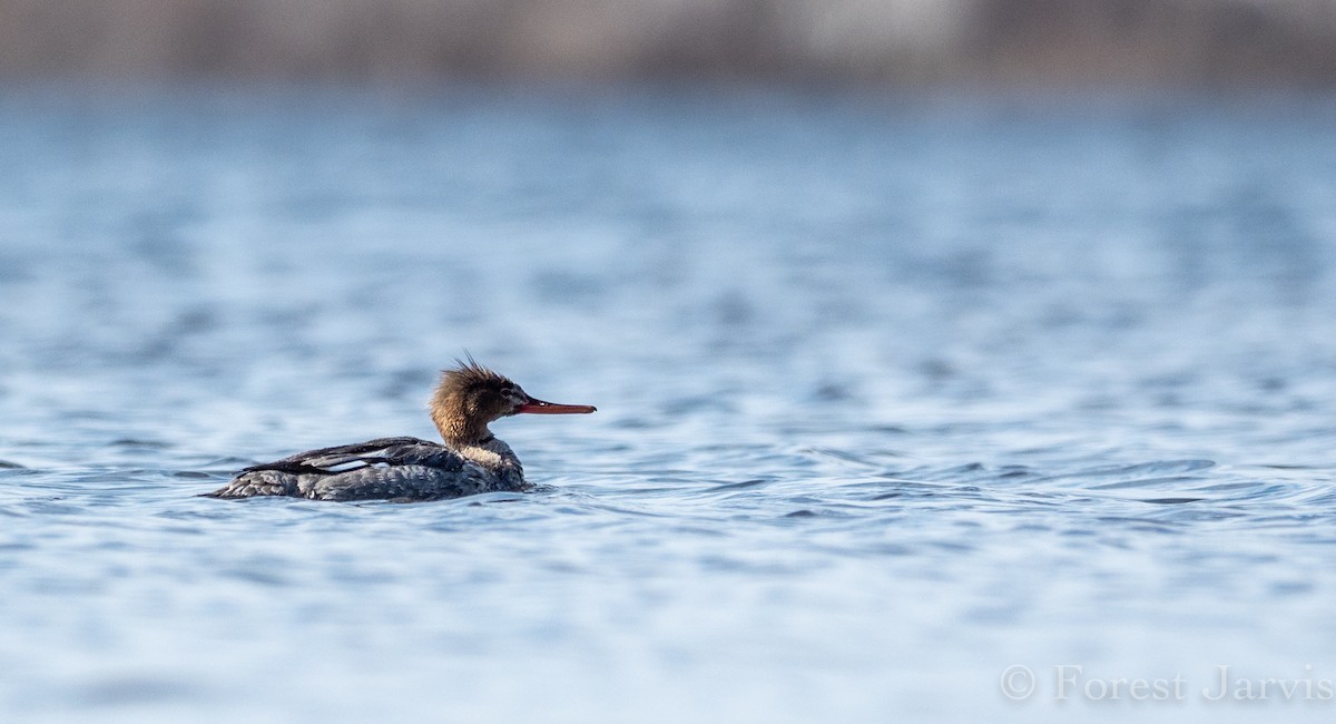 Red-breasted Merganser - Forest Botial-Jarvis