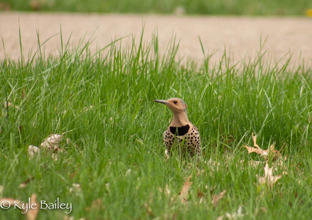 Northern Flicker (Yellow-shafted) - Kyle Bailey