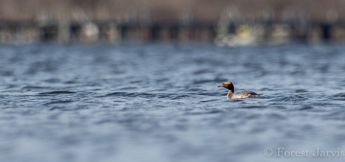 Horned Grebe - Forest Botial-Jarvis