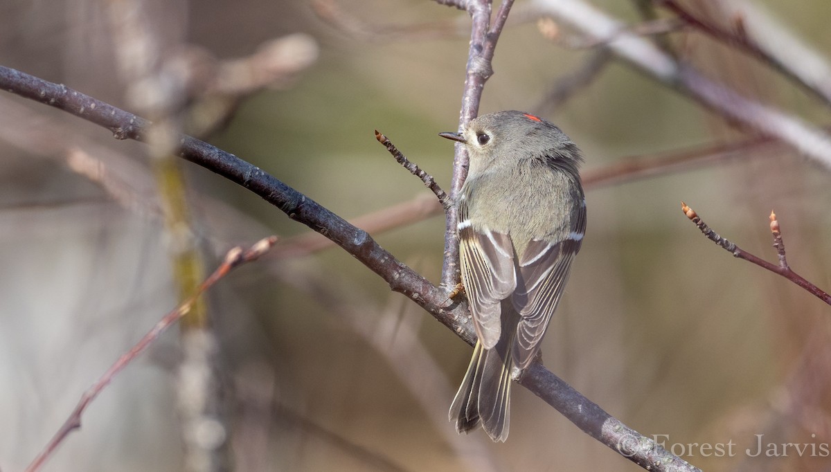 Ruby-crowned Kinglet - Forest Botial-Jarvis
