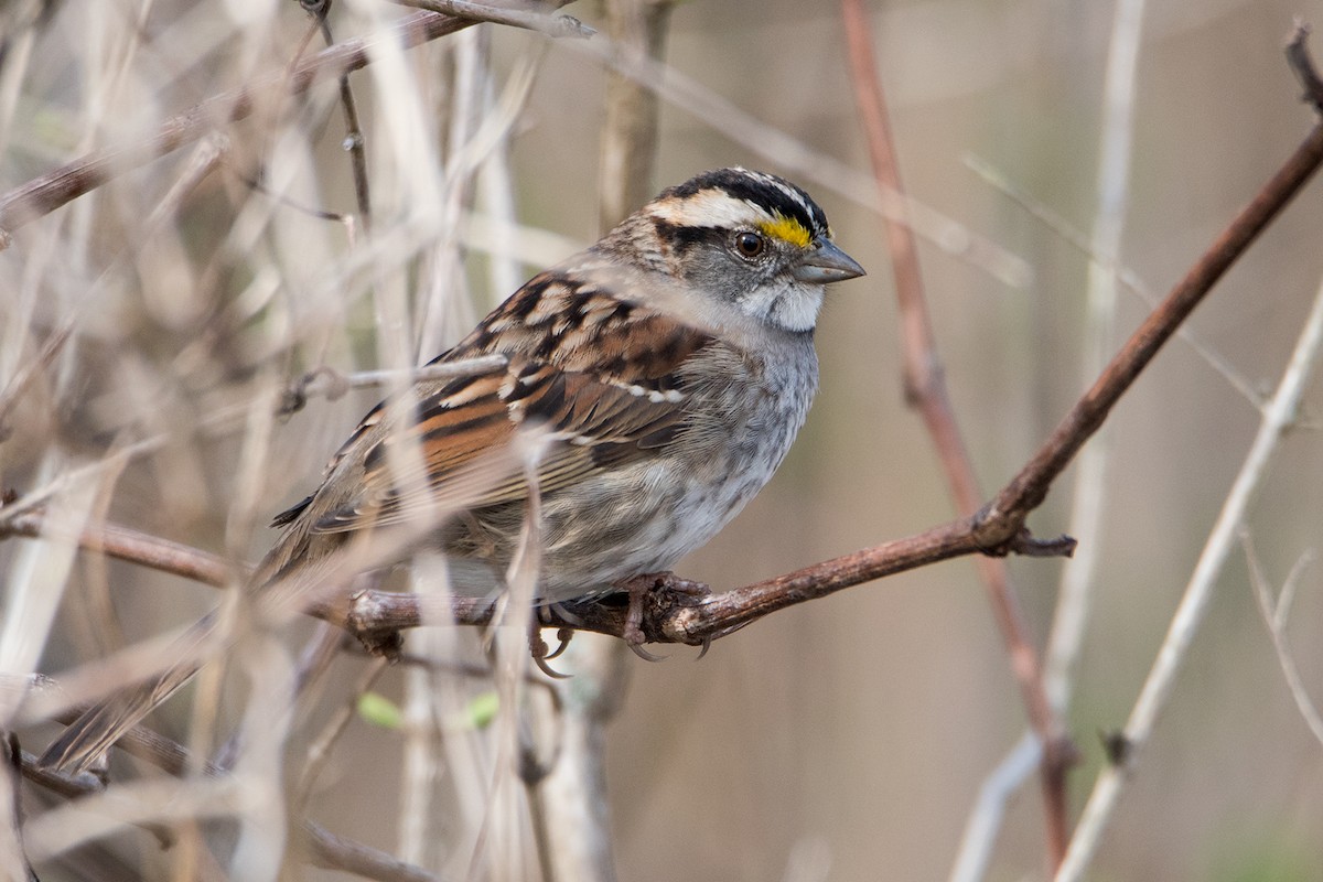 White-throated Sparrow - Sue Barth