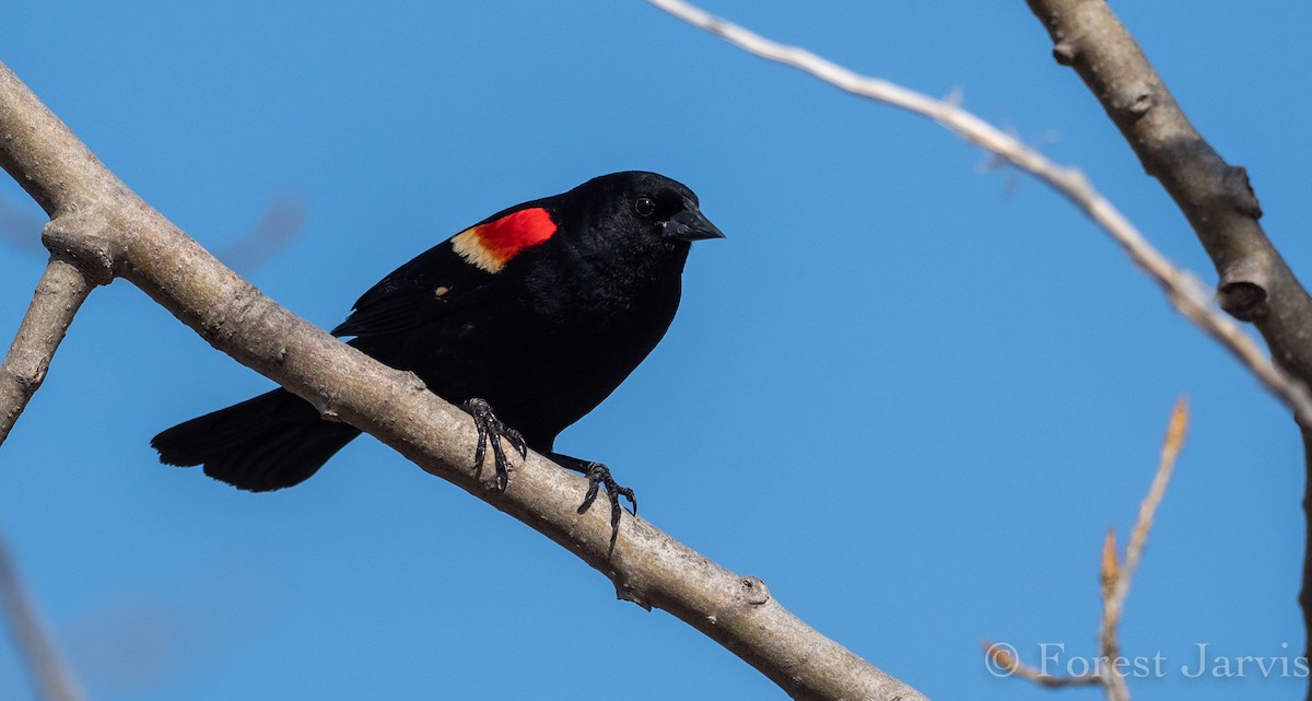 Red-winged Blackbird - Forest Botial-Jarvis