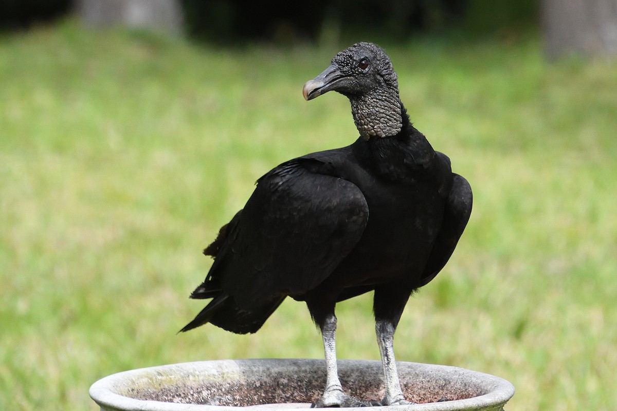 Black Vulture - Michael Coppola