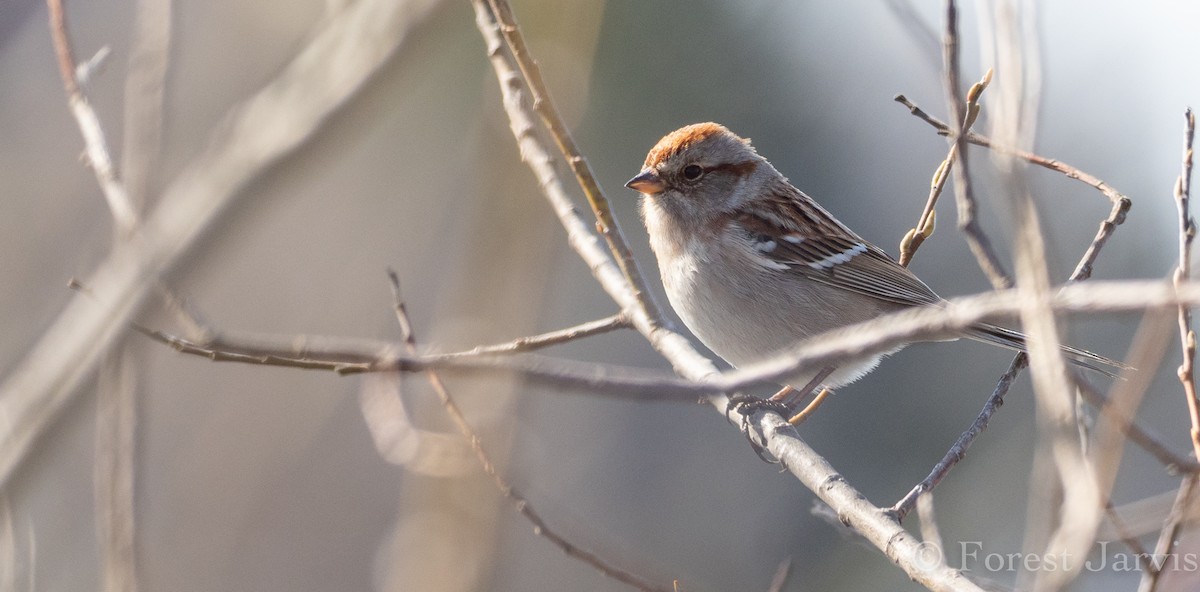 American Tree Sparrow - Forest Botial-Jarvis