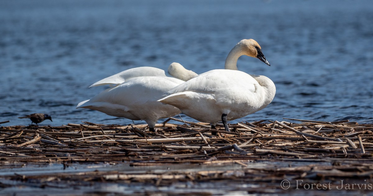 Trumpeter Swan - Forest Botial-Jarvis