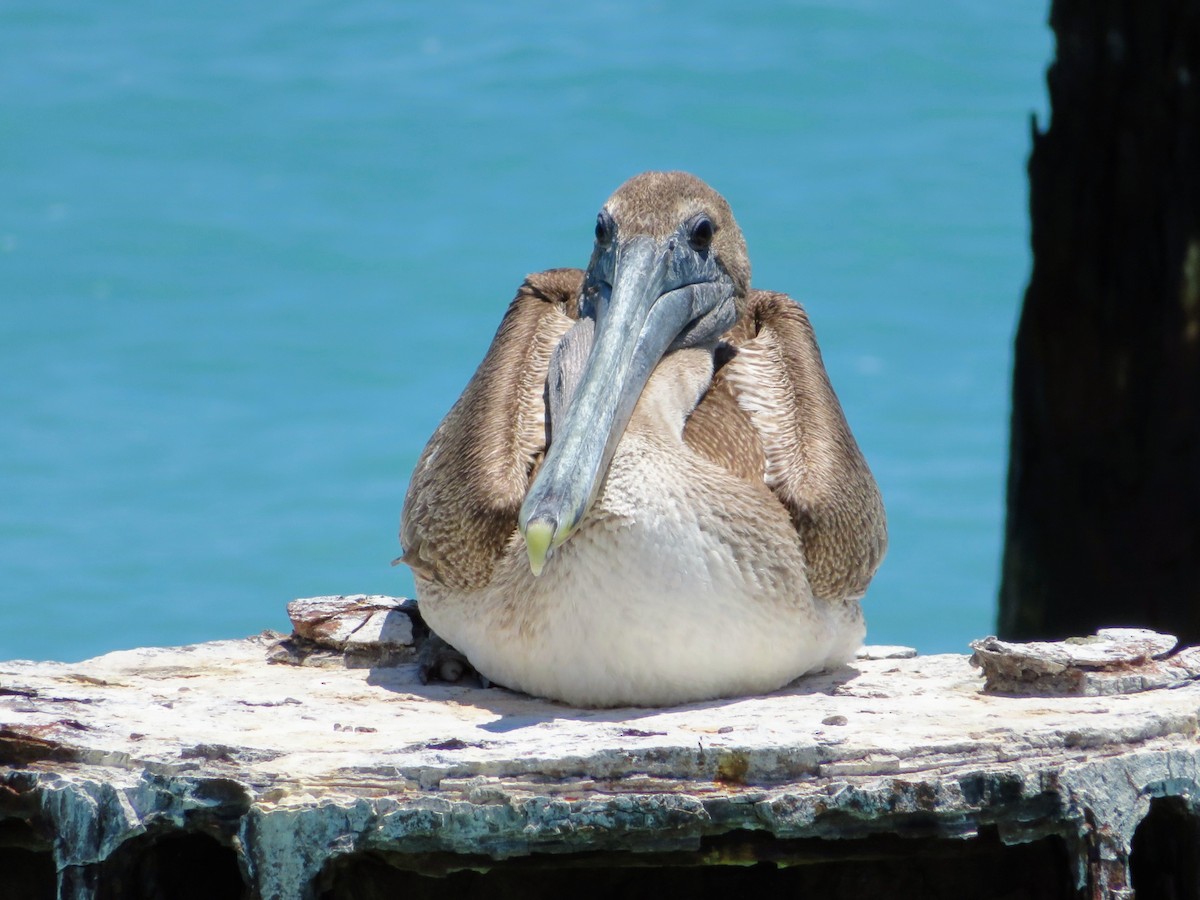 Brown Pelican (Atlantic) - ML153598151