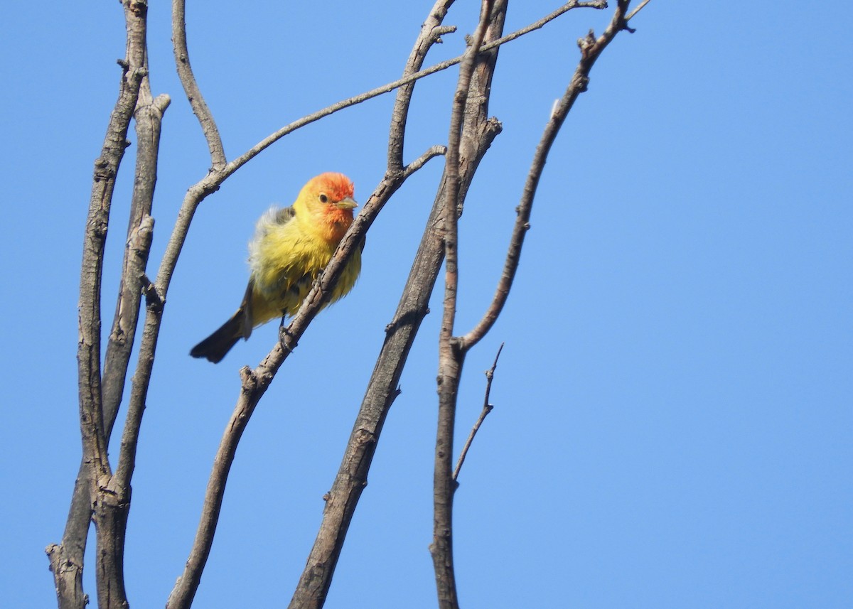 Western Tanager - Yvonne Burch-Hartley