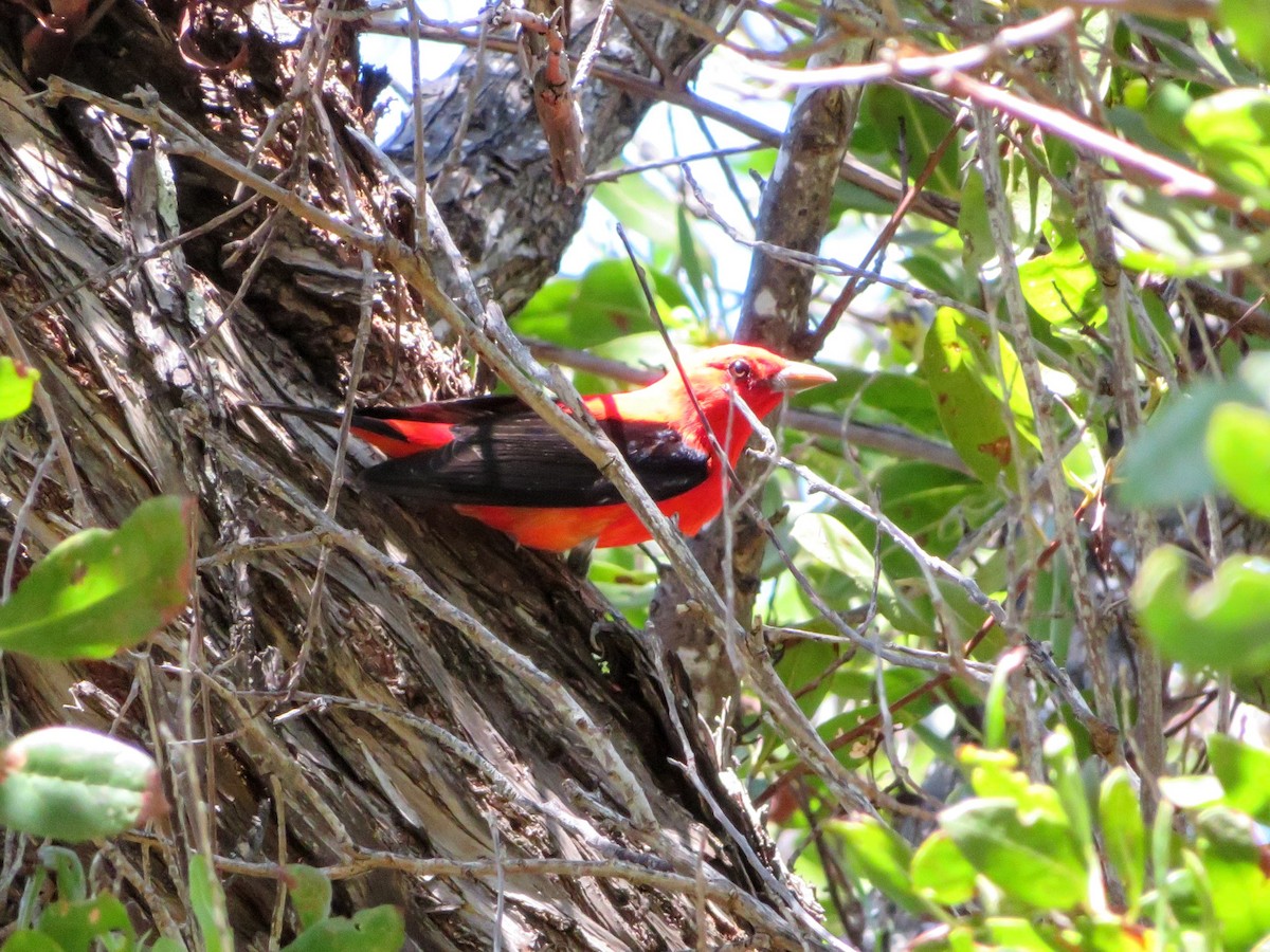 Scarlet Tanager - ML153598521
