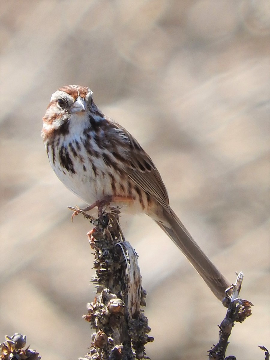 Song Sparrow - H Wilkerson