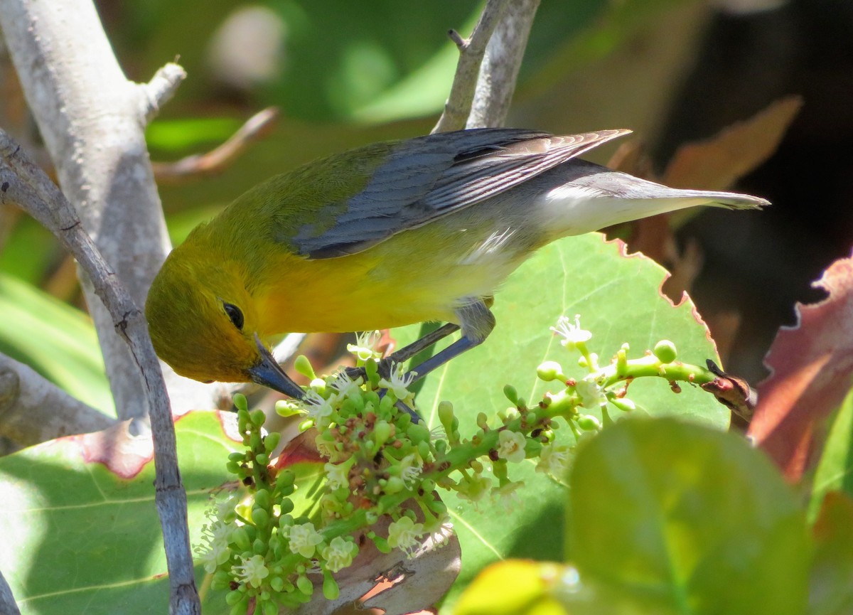 Prothonotary Warbler - ML153598621