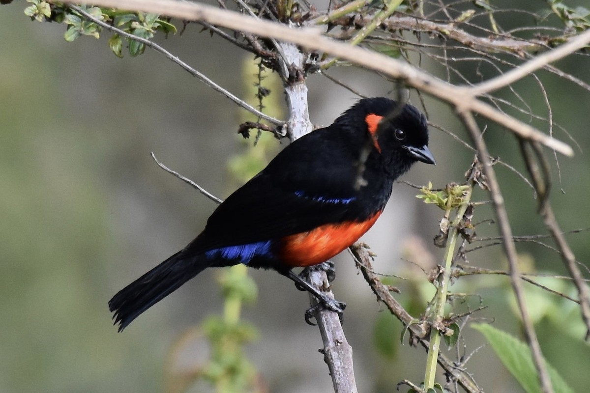 Scarlet-bellied Mountain Tanager - Ben Anderson