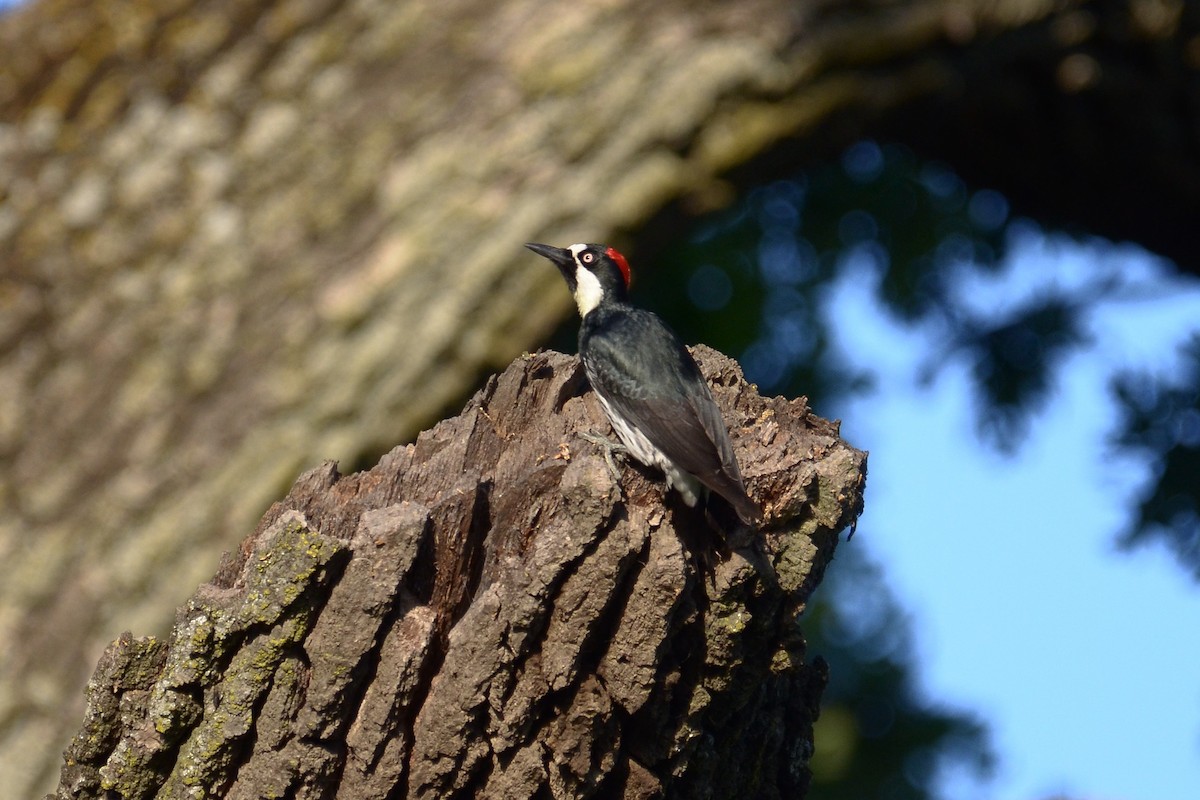 Acorn Woodpecker - Bart Wickel