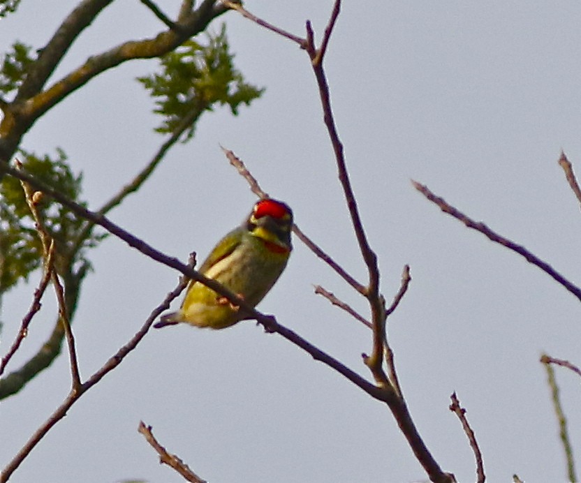 Coppersmith Barbet - Don Roberson