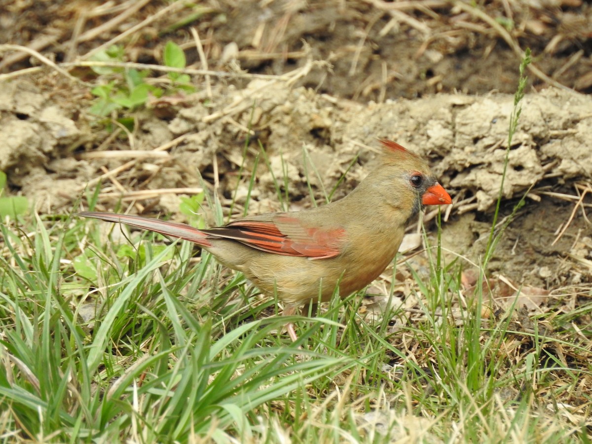 Northern Cardinal - Bee Breutinger