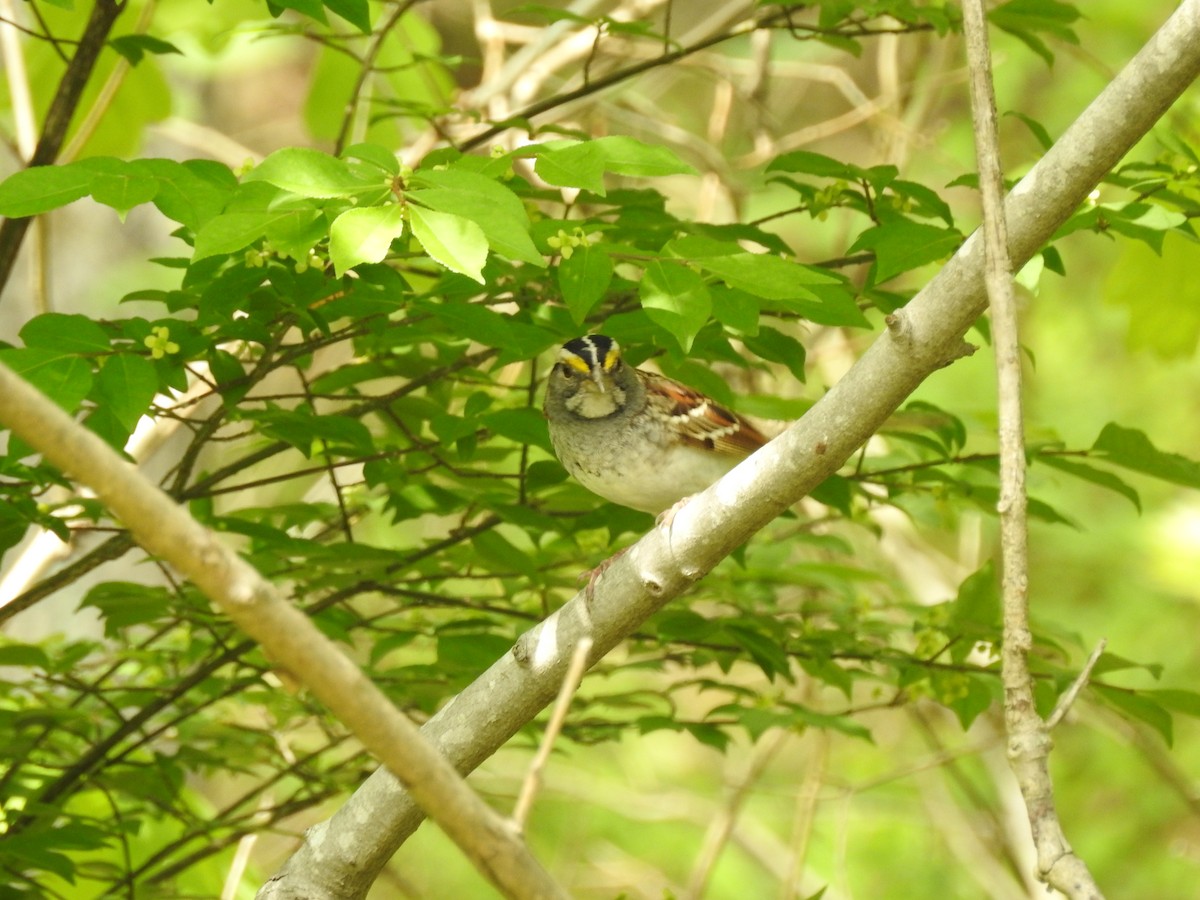 White-throated Sparrow - Bee Breutinger