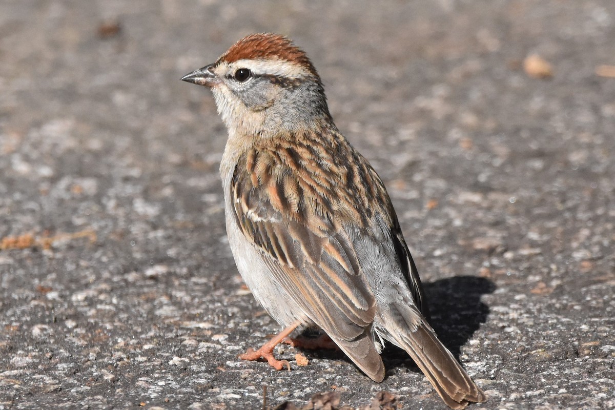 Chipping Sparrow - ML153601061
