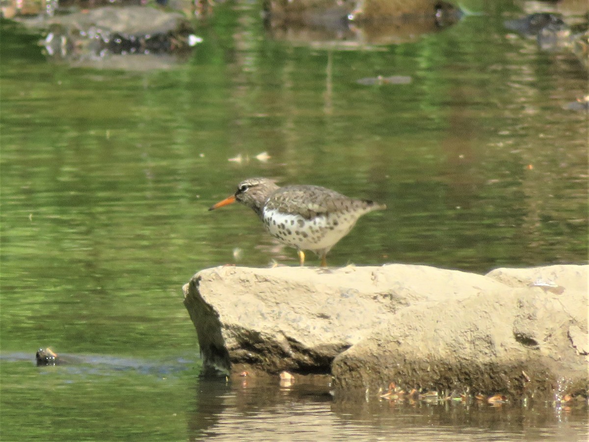Spotted Sandpiper - August Mirabella