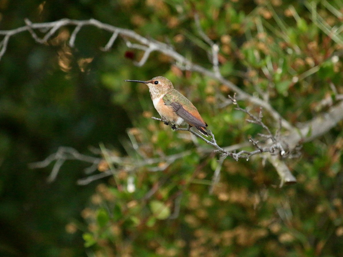 Allen's Hummingbird - ML153601461