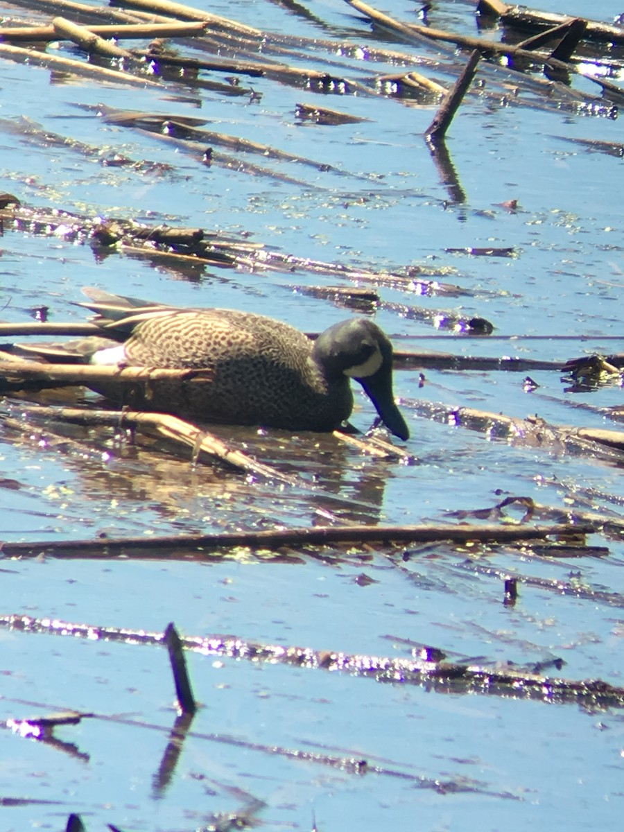 Blue-winged Teal - Rich Ziegler