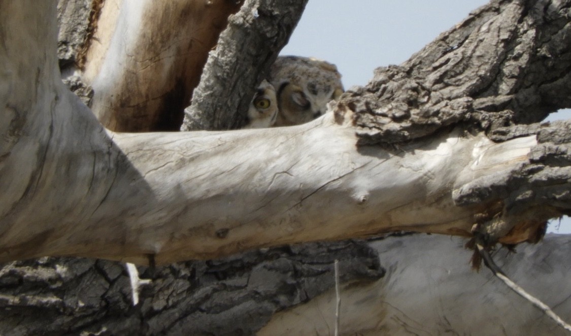 Great Horned Owl - ML153601541