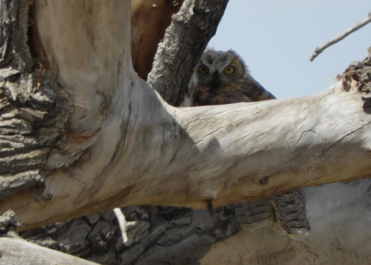 Great Horned Owl - ML153601561