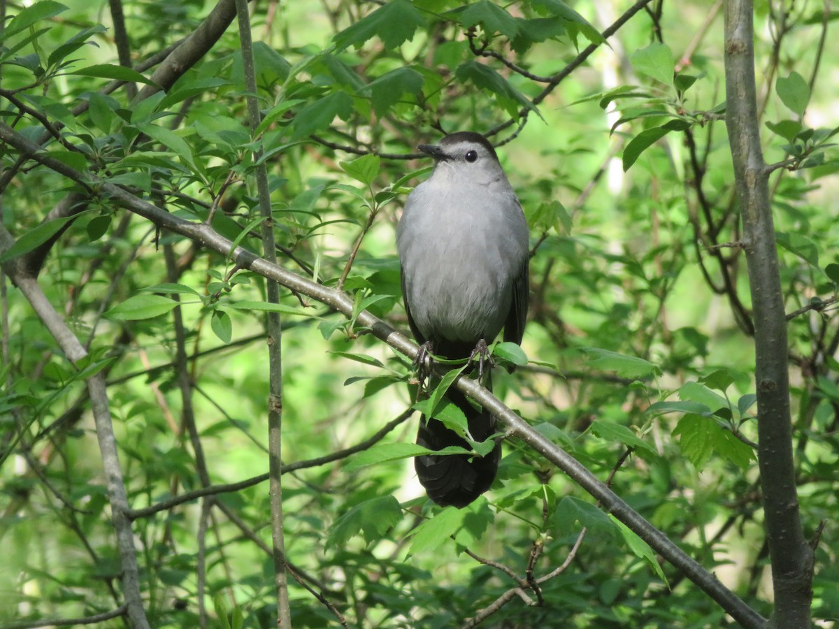 Gray Catbird - August Mirabella