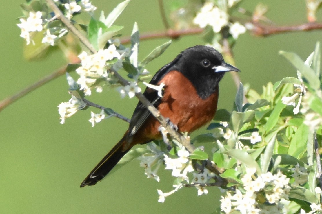 Orchard Oriole - ML153601731