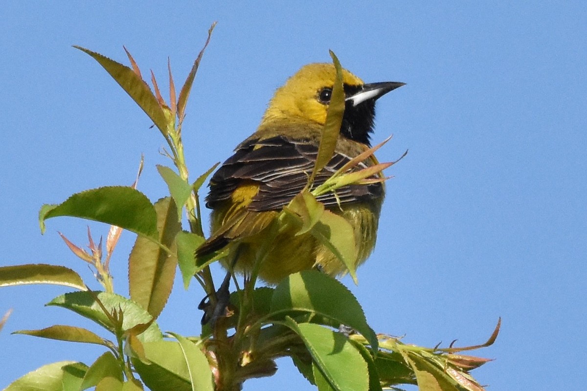 Orchard Oriole - ML153601821