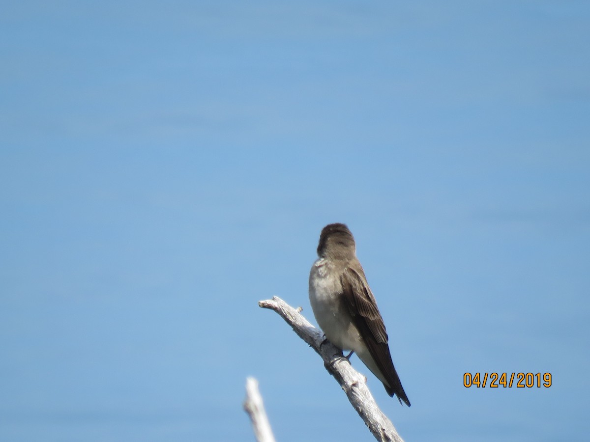 Northern Rough-winged Swallow - dave chase