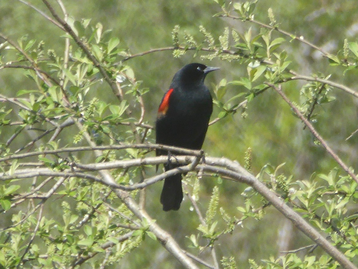 Red-winged Blackbird - Eric Schomaker