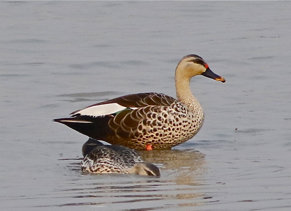Indian Spot-billed Duck - Don Roberson