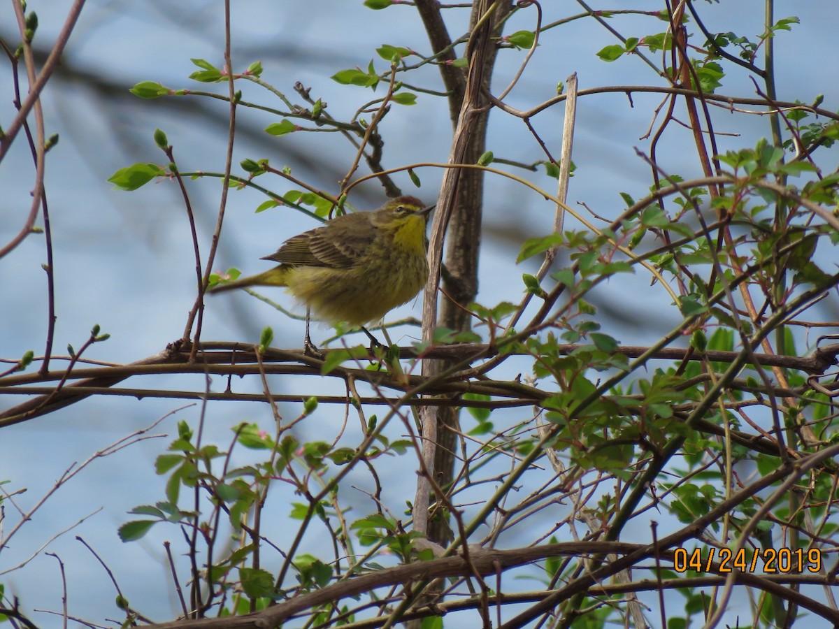 Palm Warbler - dave chase