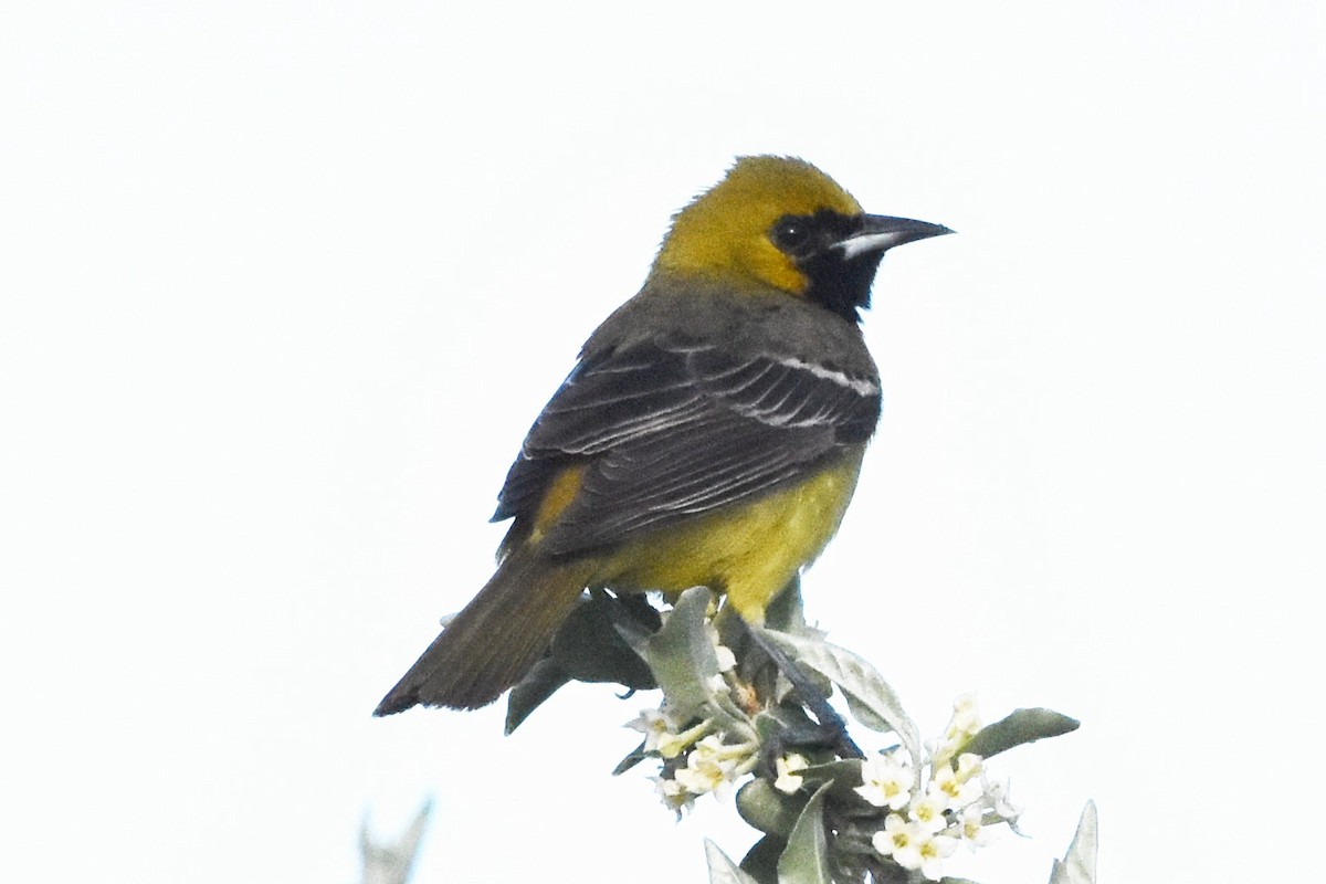 Orchard Oriole - Timothy Carstens
