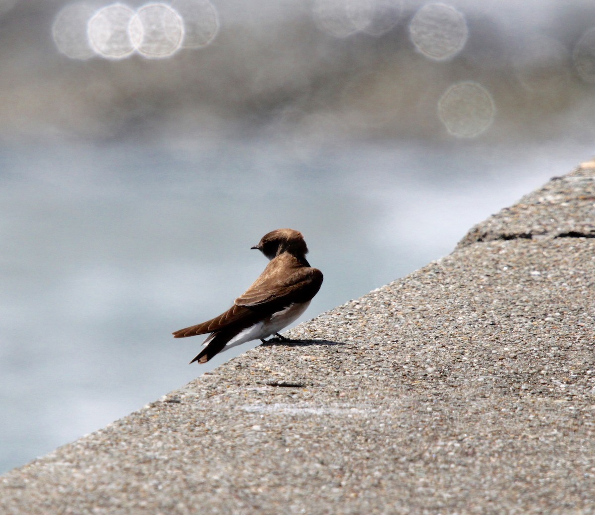Northern Rough-winged Swallow - Tom Younkin