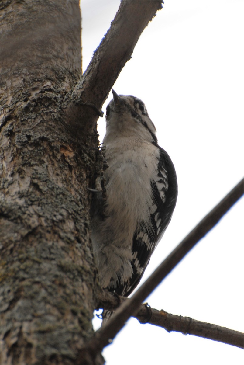 Downy Woodpecker - ML153602951