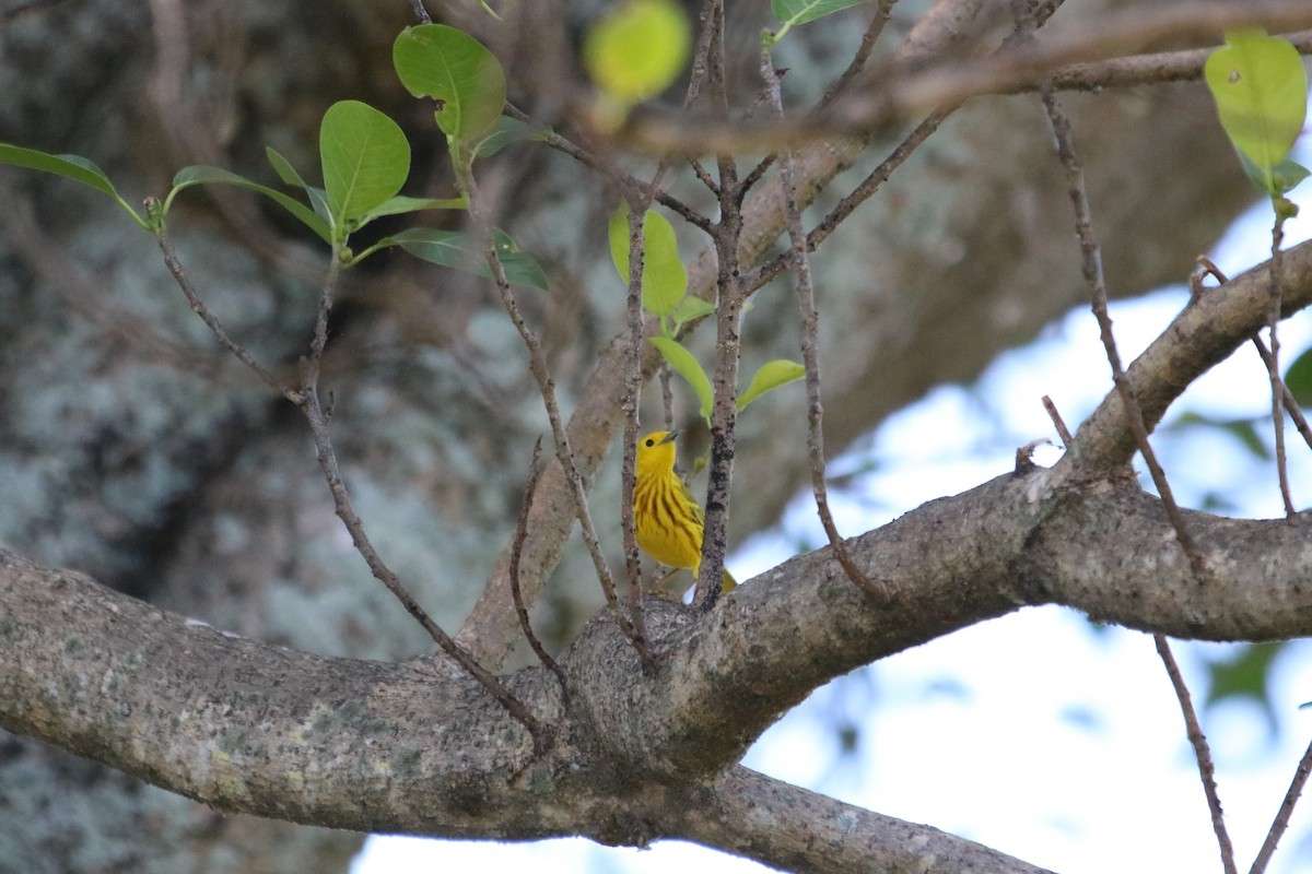Yellow Warbler - Philip Andescavage